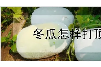 冬瓜怎样打顶