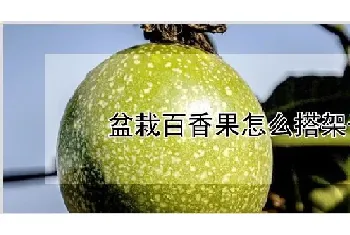 盆栽百香果怎么搭架子