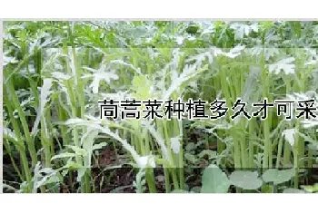 茼蒿菜种植多久才可采摘