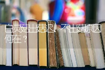 白灵菇出菇迟、不出菇原因何在?