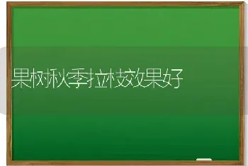 果树秋季拉枝效果好