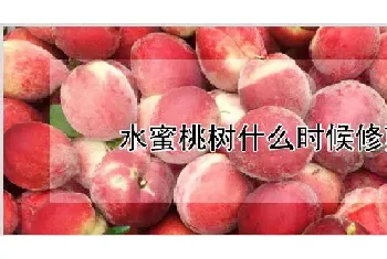 水蜜桃树什么时候修剪