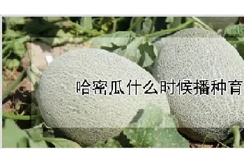 哈密瓜什么时候播种育苗