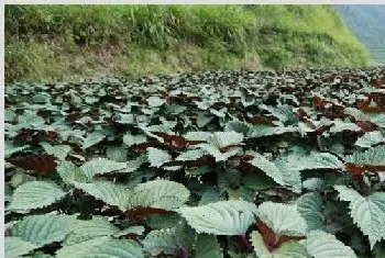 紫苏田间管理要点