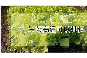 生菜高温可以种植吗