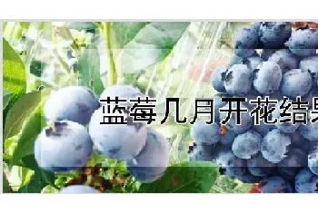 蓝莓几月开花结果