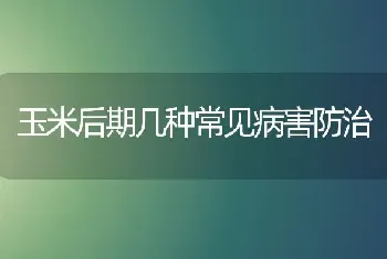 玉米后期几种常见病害防治