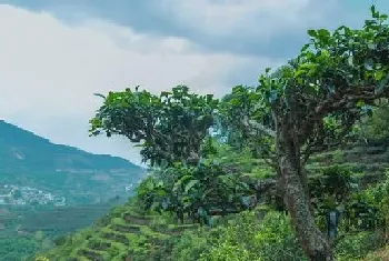 茶树的生长环境及特点,适合生长地方的条件