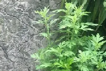 艾草几月份种植最好,在什么季节种植好?