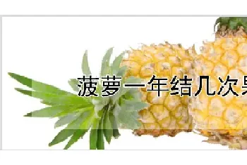 菠萝一年结几次果