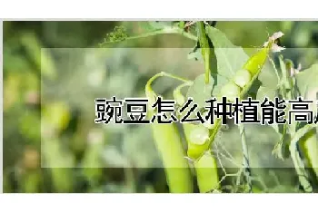 豌豆怎么种植能高产