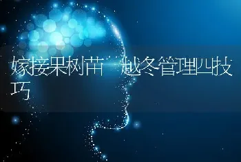 嫁接果树苗 越冬管理四技巧