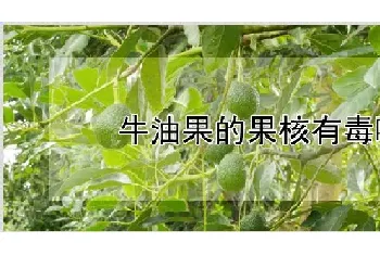 牛油果的果核有毒吗