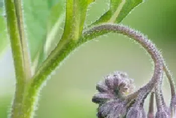 石斛花期多长时间?石斛的功效与作用