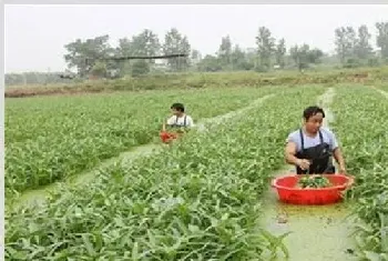 空心菜高产栽培注意什么