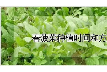 春菠菜种植时间和方法