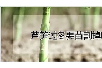 芦笋过冬要苗割掉吗