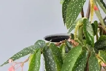 竹节海棠适合在室内养吗?竹节海棠的摆放与风水禁忌