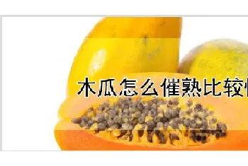 木瓜怎么催熟比较快