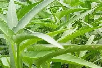 河南空心菜几月份种植合适?