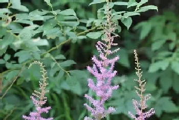 落新妇一年开几次花,花期月份与时间?