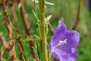 桔梗的种植方法和时间,种植季节与管理技术?