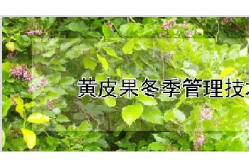 黄皮果冬季管理技术