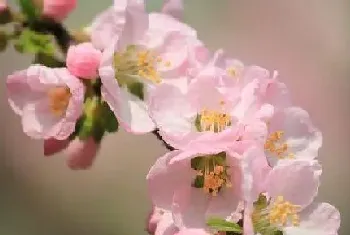 杏花是什么季节开的花?