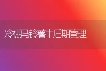 冷棚马铃薯中后期管理