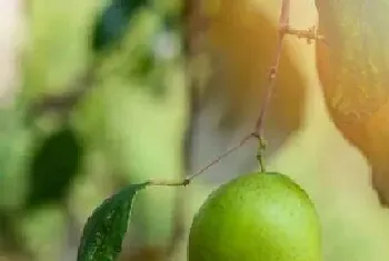 枣树种植时间与生长周期?