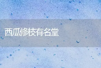 西瓜修枝有名堂