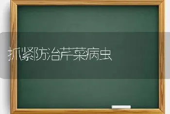 抓紧防治芹菜病虫