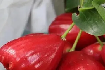 莲雾什么季节种植合适?莲雾种植方法和注意事项