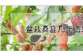 盆栽桑葚几年结果