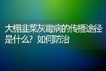 大棚韭菜灰霉病的传播途径是什么?如何防治