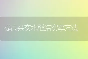 提高杂交水稻结实率方法