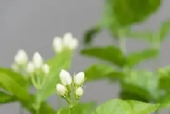 四季茉莉一年开几次花?四季茉莉形态特征与植物学史