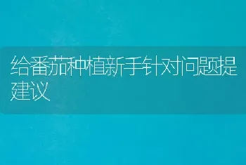 给番茄种植新手针对问题提建议