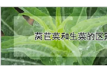 莴苣菜和生菜的区别