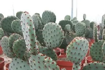 吸辐射的植物有哪些?吸辐射的植物大全