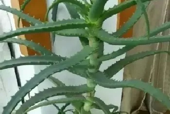 木立芦荟的功效与作用详解