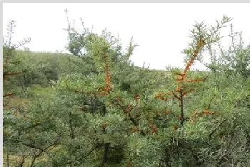 沙棘田间种植技术介绍