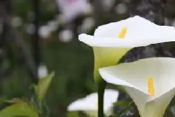 家里种海芋对风水好吗?海芋对的寓意与风水禁忌