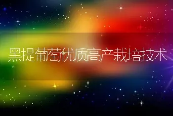 黑提葡萄优质高产栽培技术