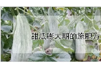 甜瓜膨大期的施肥方法