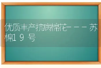 优质丰产抗病棉花---苏棉19号