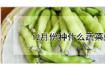 12月份种什么蔬菜好