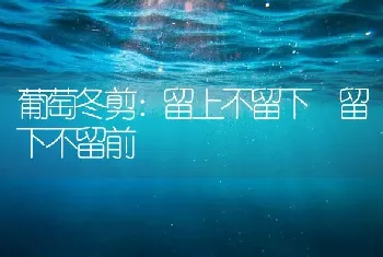 葡萄冬剪：留上不留下 留下不留前