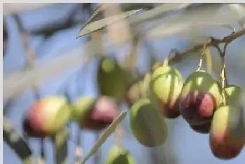 橄榄的种植时间和种植方法介绍