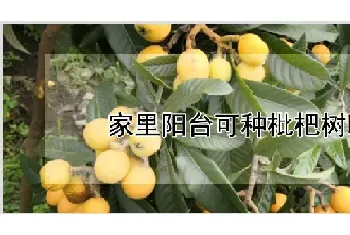 家里阳台可种枇杷树吗